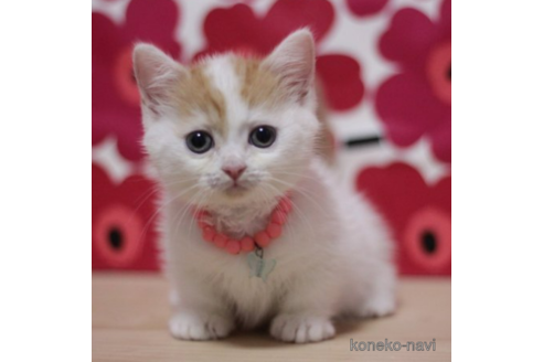 成約済の東京都のマンチカン(短足)-71500の1枚目